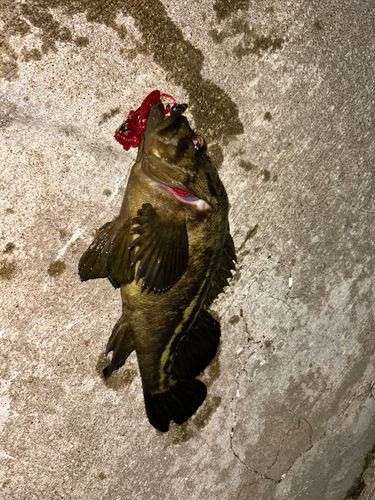 シマソイの釣果
