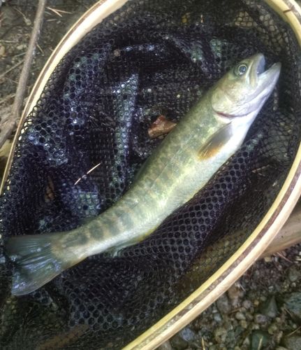イワナの釣果
