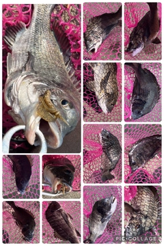 チヌの釣果