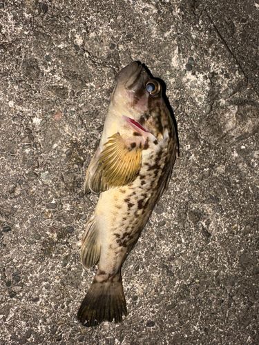 シマソイの釣果