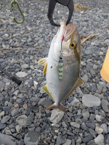 カンパチの釣果