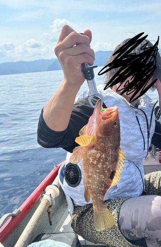 アコウの釣果
