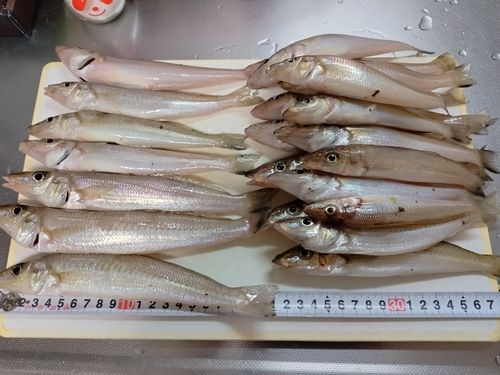 キスの釣果
