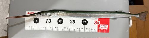 ダツの釣果
