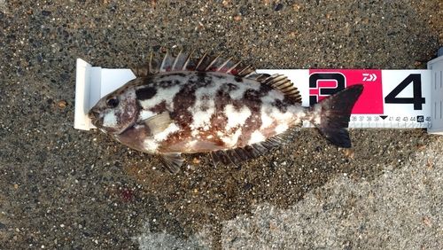 アイゴの釣果