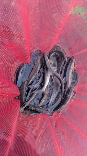 アユの釣果