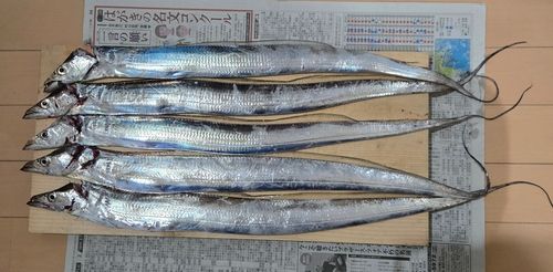 タチウオの釣果