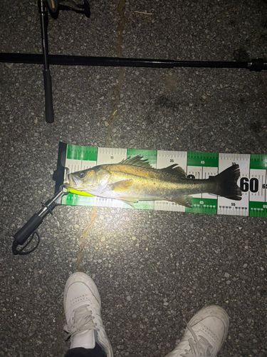 シーバスの釣果