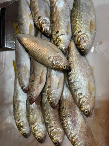 コノシロの釣果
