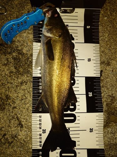 シーバスの釣果