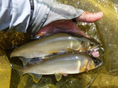 アユの釣果
