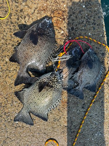 イシガキダイの釣果