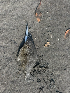 ソゲの釣果
