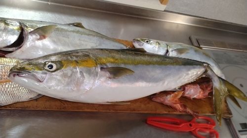 ハマチの釣果