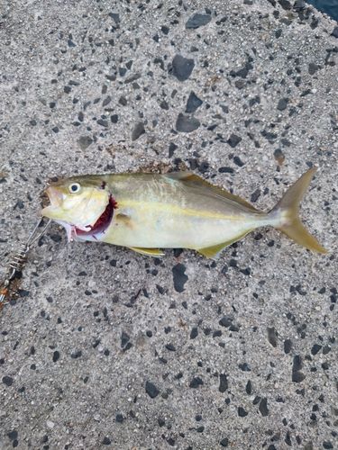 ショゴの釣果