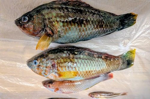 ホシササノハベラの釣果