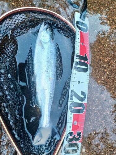 ヒメマスの釣果