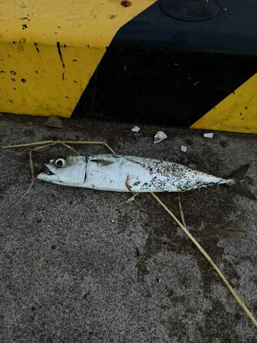 サバの釣果