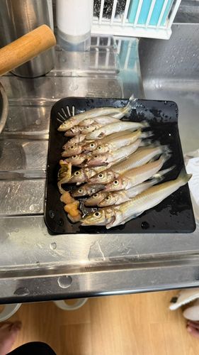 シロギスの釣果