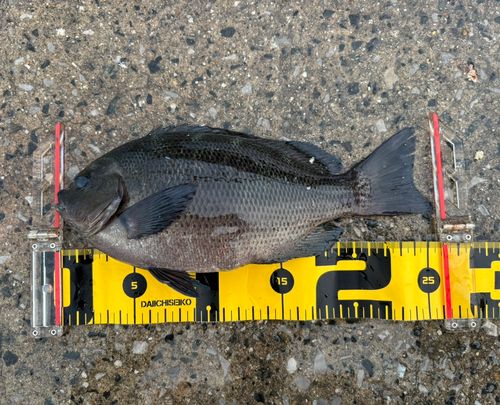 グレの釣果