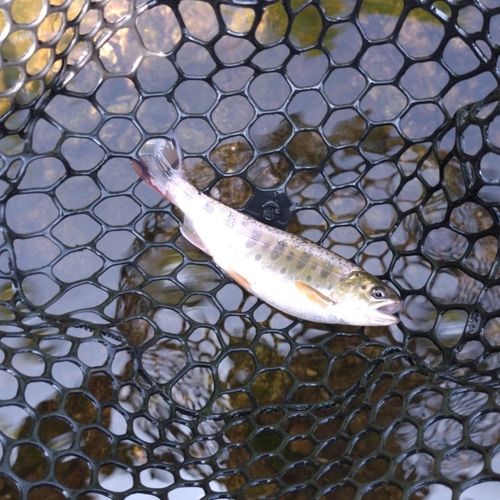 ヤマメの釣果
