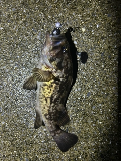 クロソイの釣果
