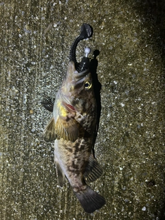クロソイの釣果