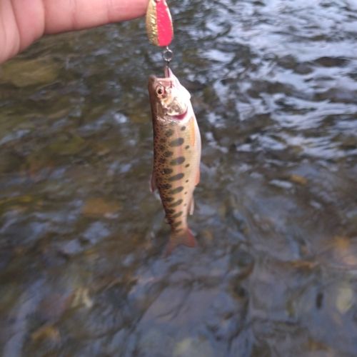 ヤマメの釣果