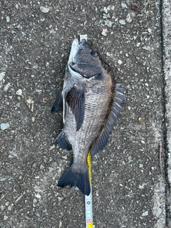 クロダイの釣果