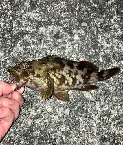 ガシラの釣果