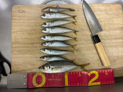 サバの釣果