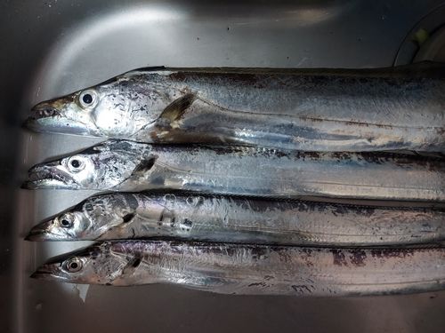 タチウオの釣果