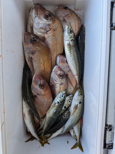 マダイの釣果