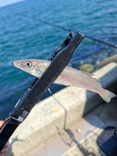 シロギスの釣果