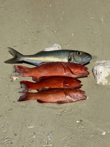 アカジンミーバイの釣果