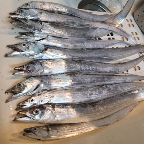 タチウオの釣果