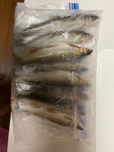 アユの釣果