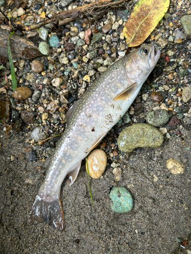 ニッコウイワナの釣果