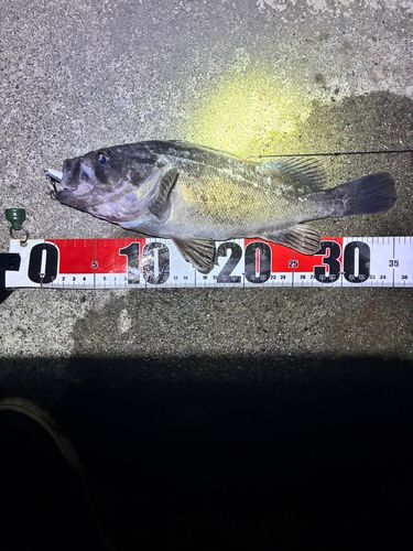 クロソイの釣果