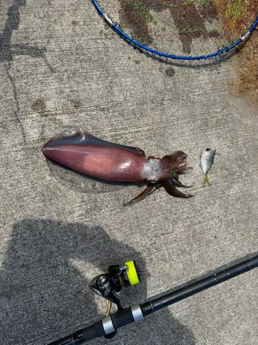 イカの釣果