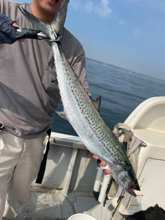 サワラの釣果