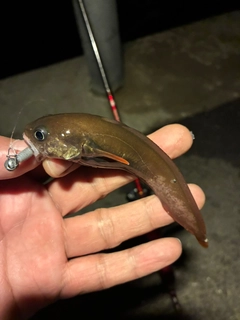 ドンコの釣果