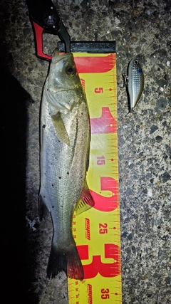 フッコ（マルスズキ）の釣果