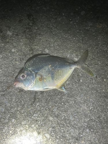 ガーラの釣果