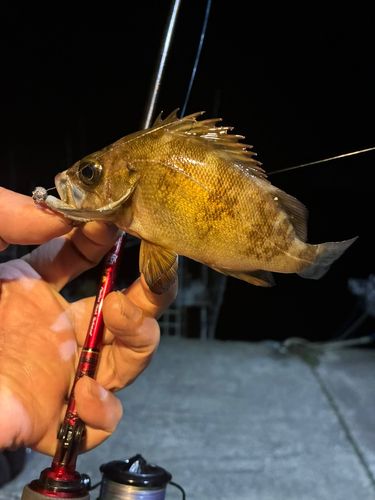 メバルの釣果