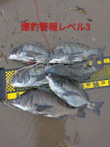 チヌの釣果