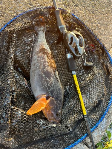 アイナメの釣果