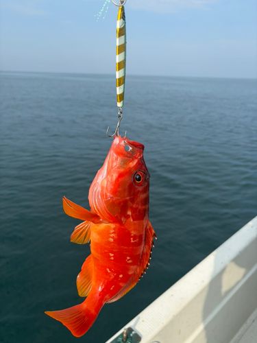 アカハタの釣果