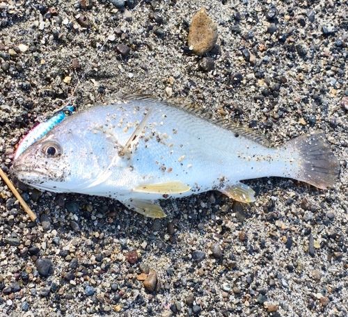 オオニベの釣果