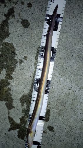 アナゴの釣果